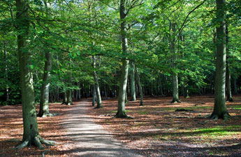 Woodlands Trust